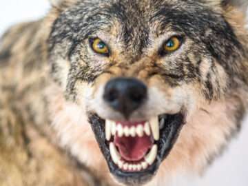 closeup portrait of a wolf